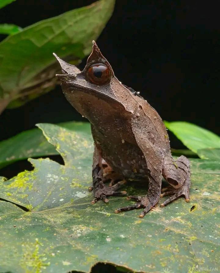 신기하게 생긴 개구리1