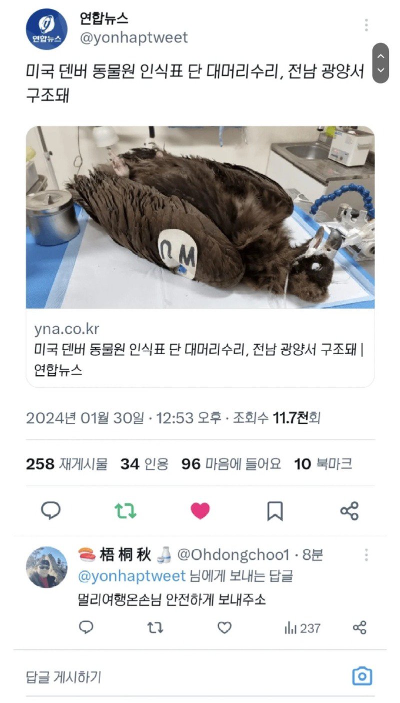 미국 인식표 단 대머리수리 전남에서 구조1