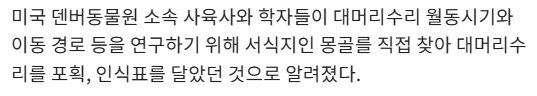 미국 인식표 단 대머리수리 전남에서 구조4