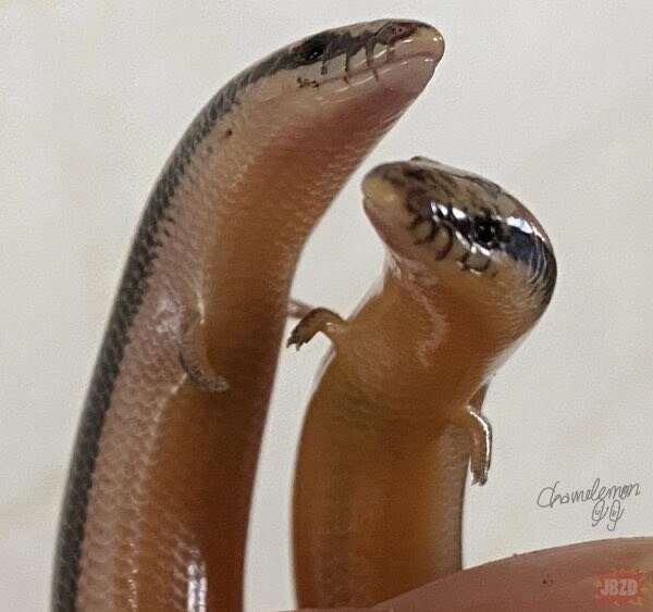뱀에게 손이 달려있는 이유4