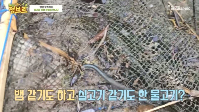하천에서 족대질하다가 우연히 발견한 칠성장어1