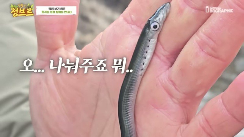 하천에서 족대질하다가 우연히 발견한 칠성장어10