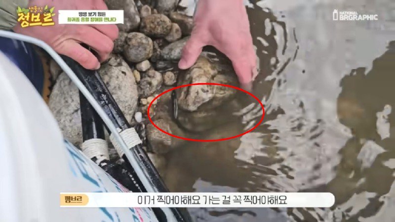 하천에서 족대질하다가 우연히 발견한 칠성장어12