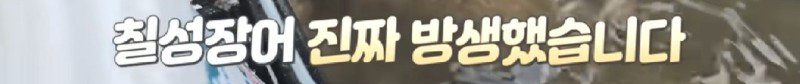하천에서 족대질하다가 우연히 발견한 칠성장어13