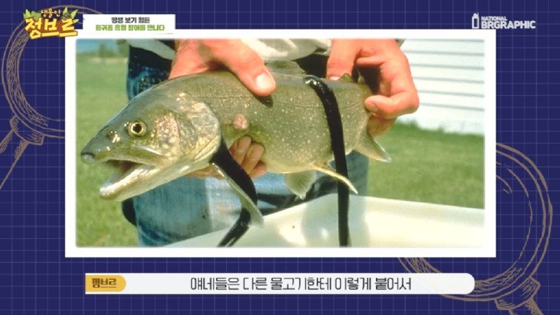하천에서 족대질하다가 우연히 발견한 칠성장어14