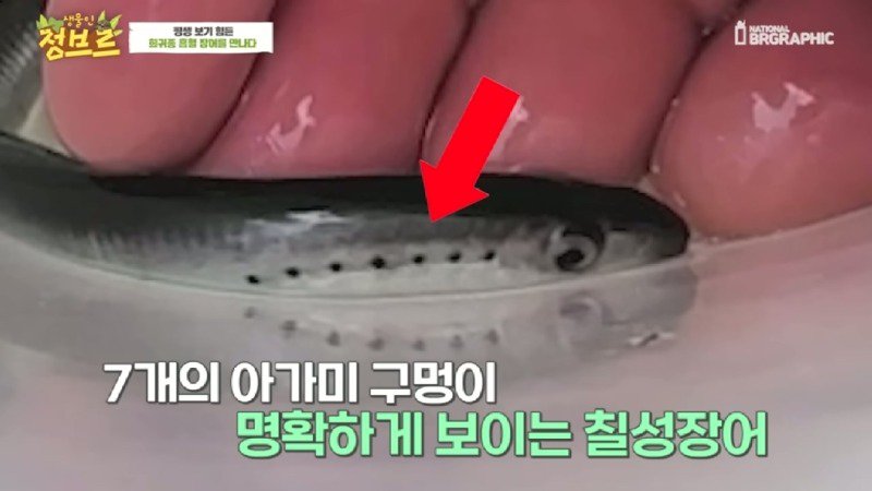 하천에서 족대질하다가 우연히 발견한 칠성장어3