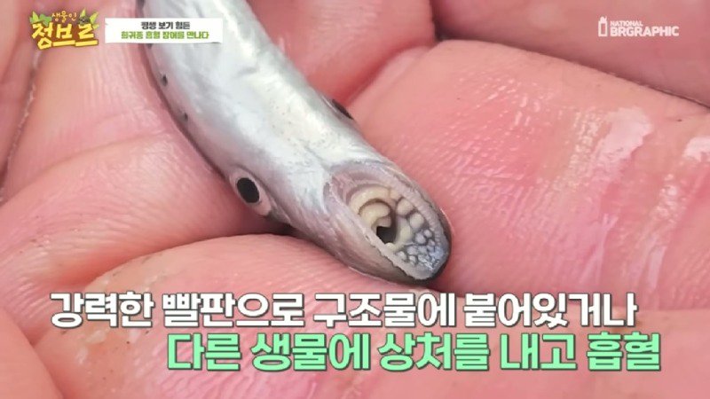 하천에서 족대질하다가 우연히 발견한 칠성장어4