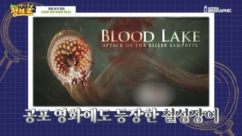 하천에서 족대질하다가 우연히 발견한 칠성장어5