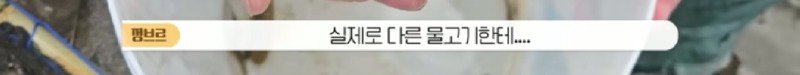 하천에서 족대질하다가 우연히 발견한 칠성장어7