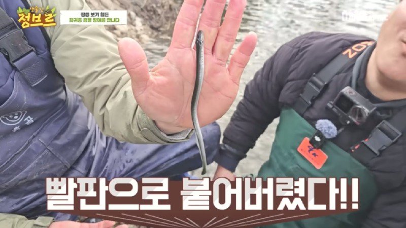 하천에서 족대질하다가 우연히 발견한 칠성장어9