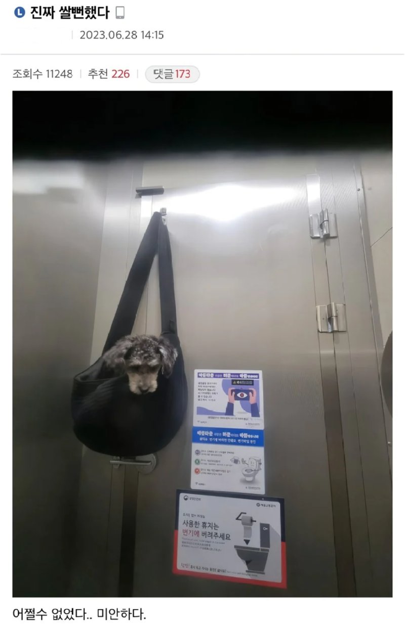 화장실이 급했던 강아지 주인1