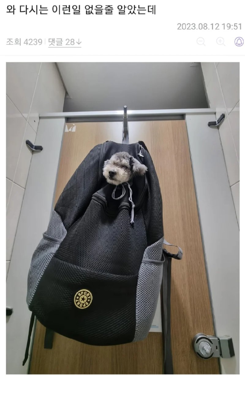 화장실이 급했던 강아지 주인2