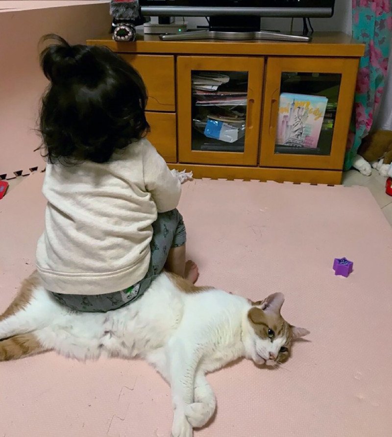 물리적으로 서열정리 당한 고양이1