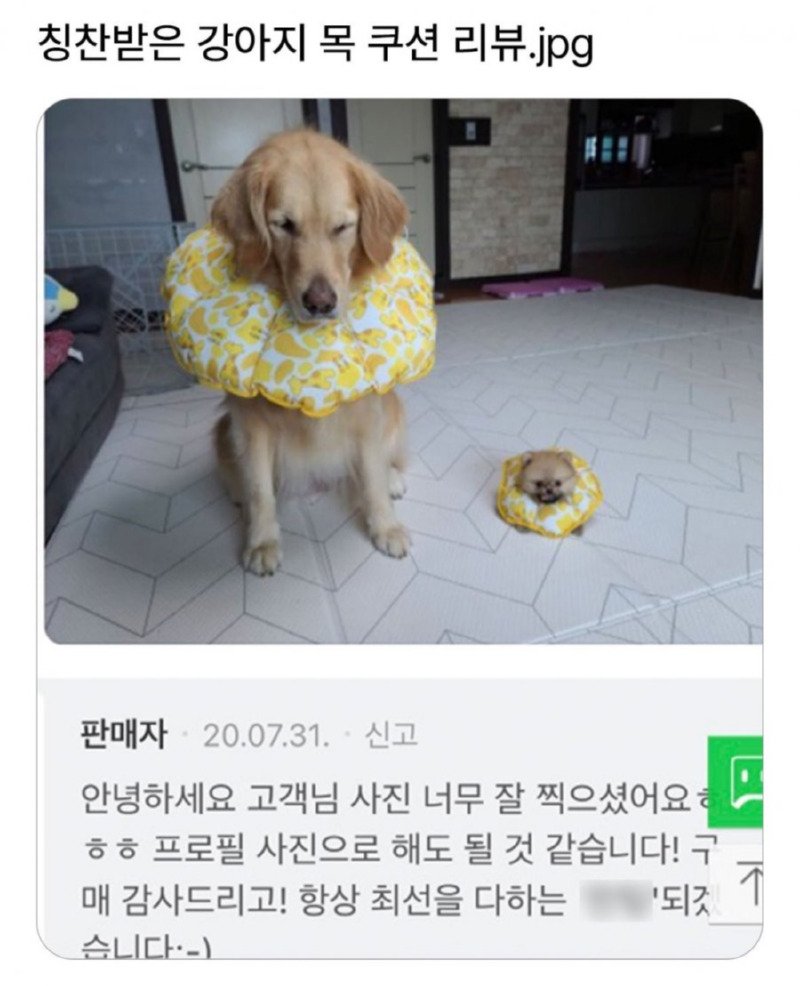 강아지 목 베개 후기 인증샷1