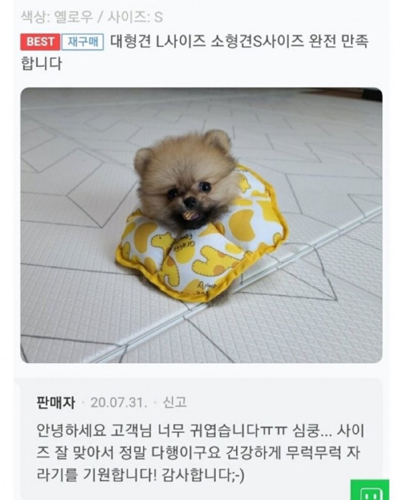 강아지 목 베개 후기 인증샷2