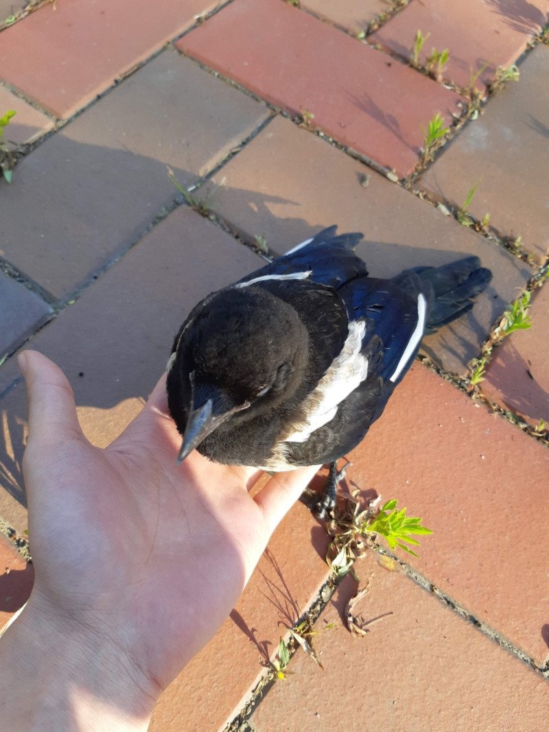 젬민이 까치 만난 사람2