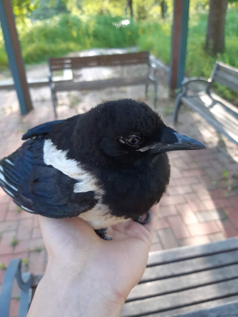 젬민이 까치 만난 사람3