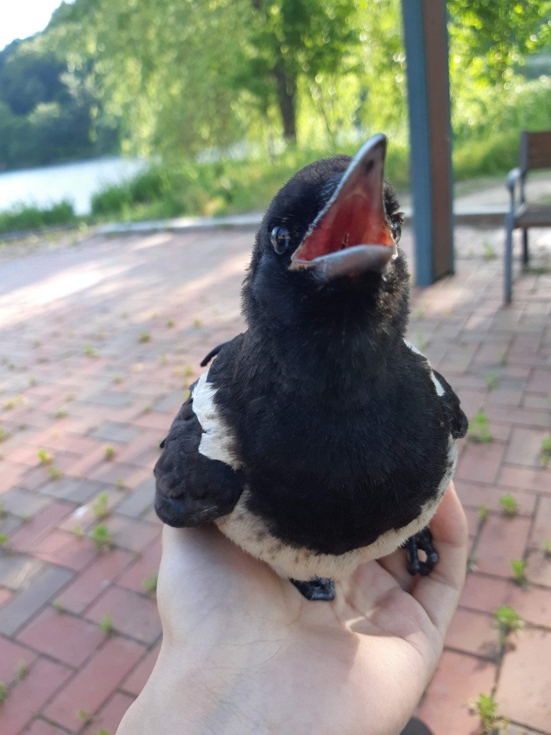 젬민이 까치 만난 사람4