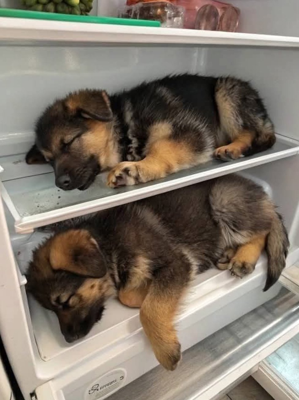 강아지 수납장1