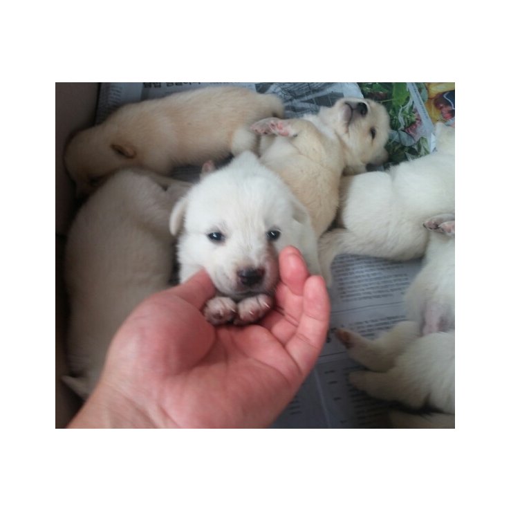 시골강쥐의 인간음식 탐방 만화4