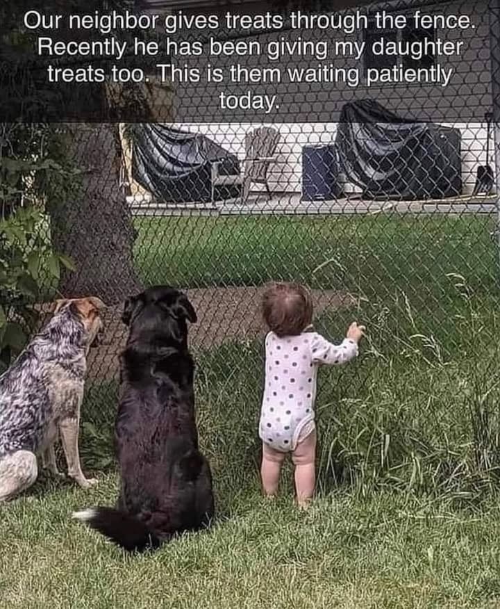 이웃이 담장 넘어로 우리개 한테 간식 주거든1