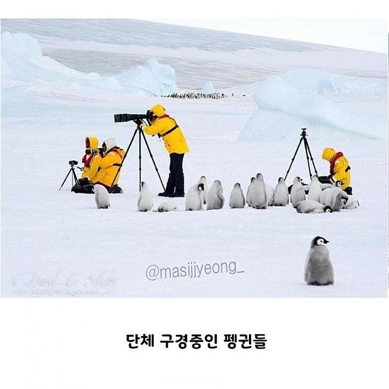 펭귄 다큐멘터리가 찍기 어려운 이유.jpgif3