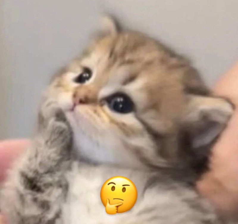 인터넷에서 본 귀여운 동물 사진 모음 2탄10