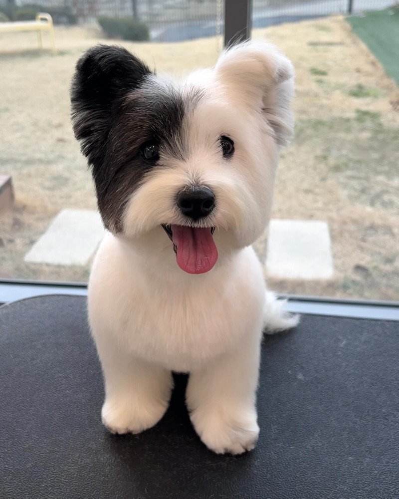 인터넷에서 본 귀여운 동물 사진 모음 2탄11