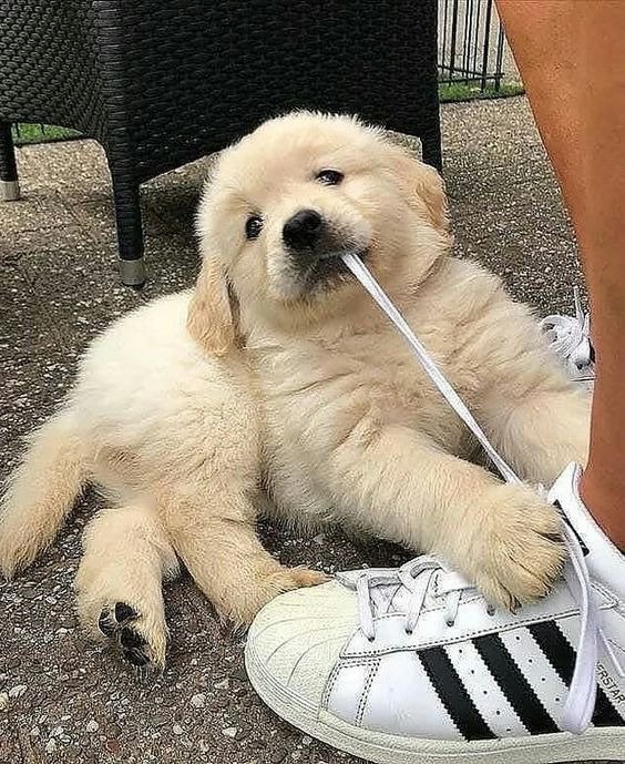 인터넷에서 본 귀여운 동물 사진 모음 2탄12