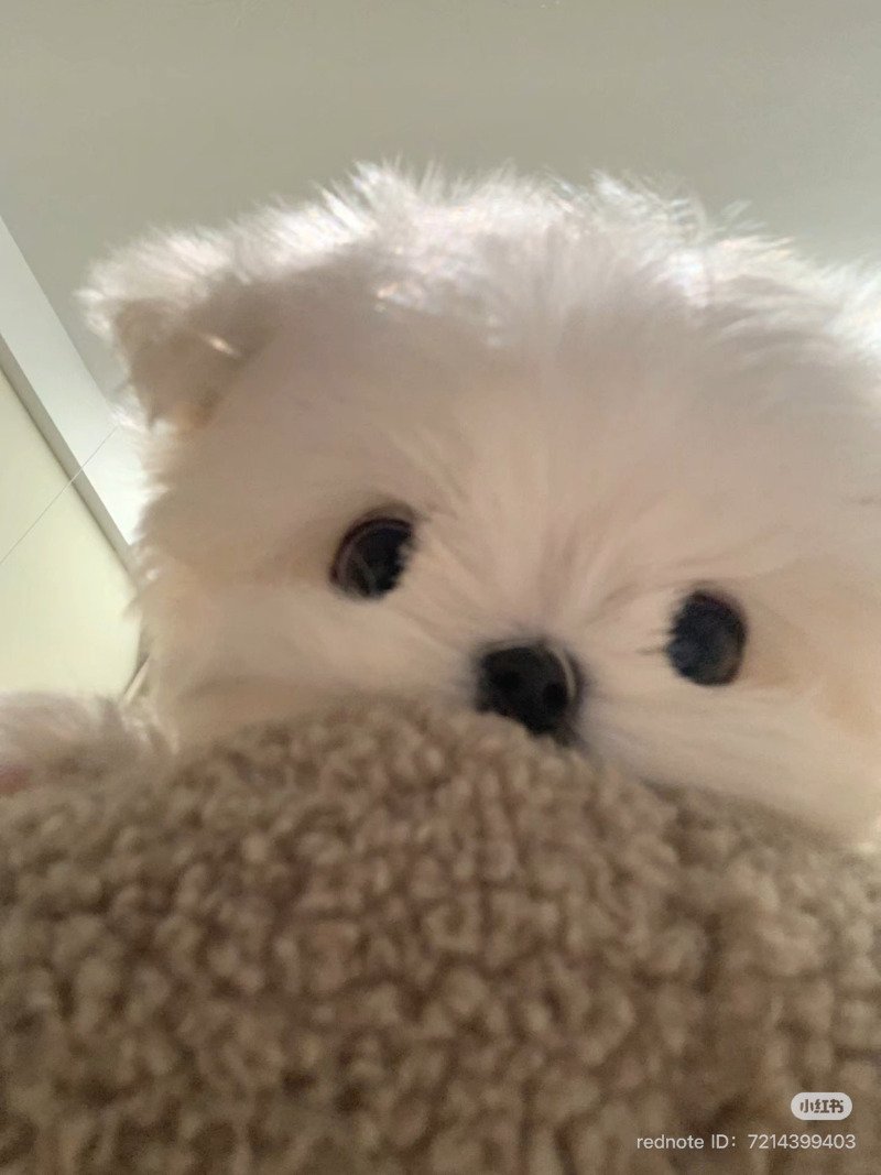 인터넷에서 본 귀여운 동물 사진 모음 2탄2