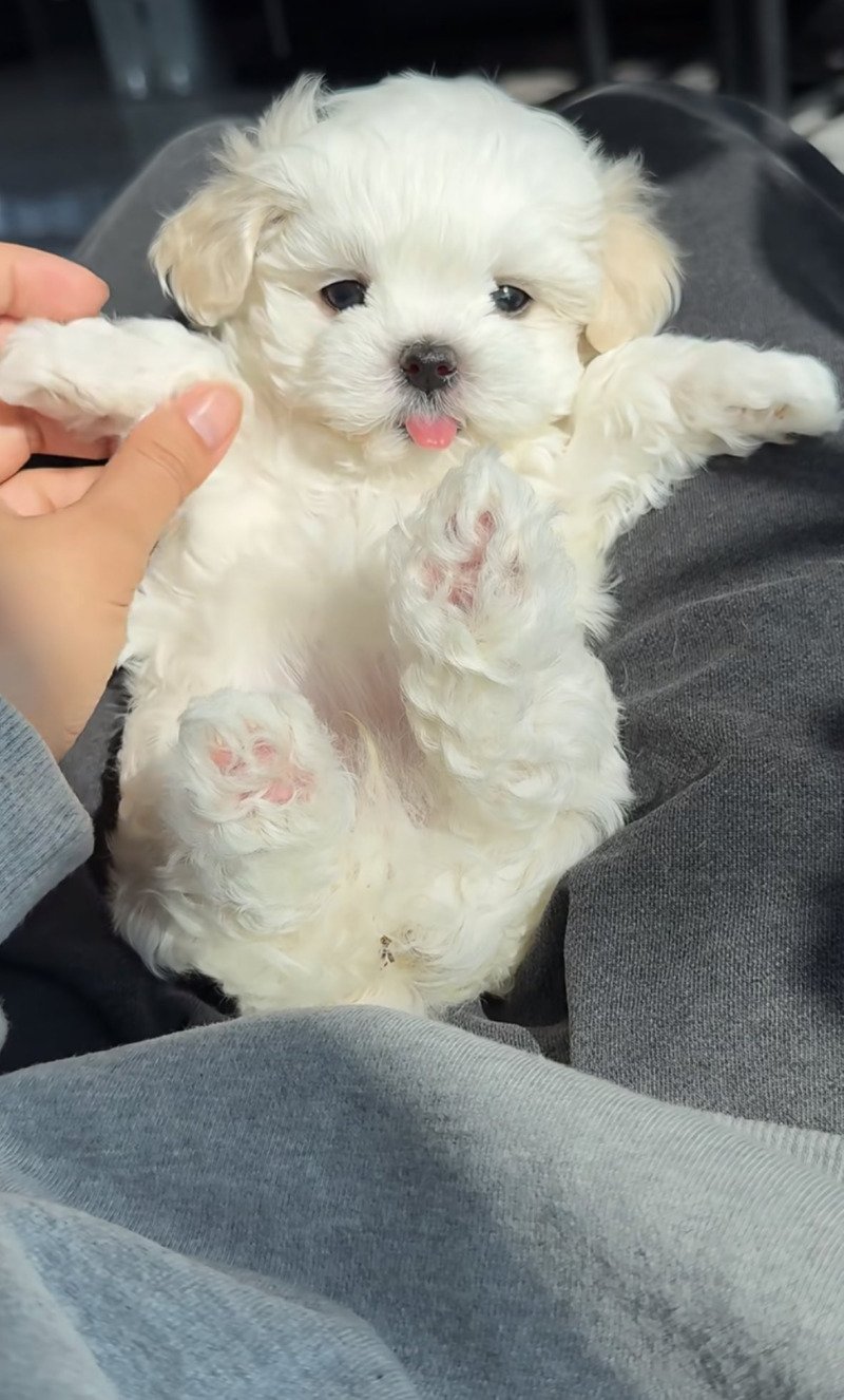 인터넷에서 본 귀여운 동물 사진 모음 2탄3