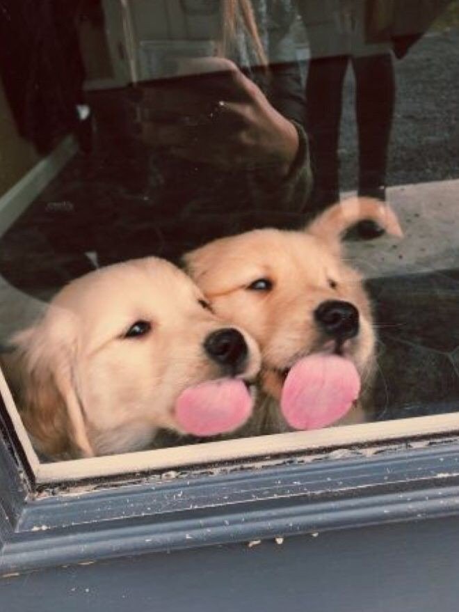 인터넷에서 본 귀여운 동물 사진 모음 2탄4