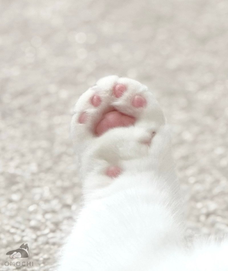 인터넷에서 본 귀여운 동물 사진 모음 2탄5