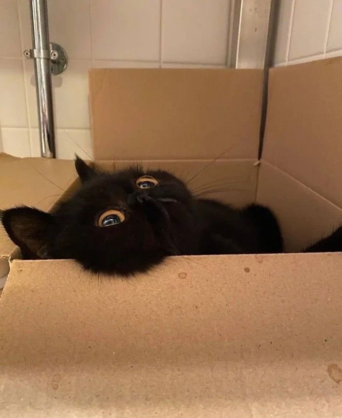 인터넷에서 본 귀여운 동물 사진 모음 2탄8