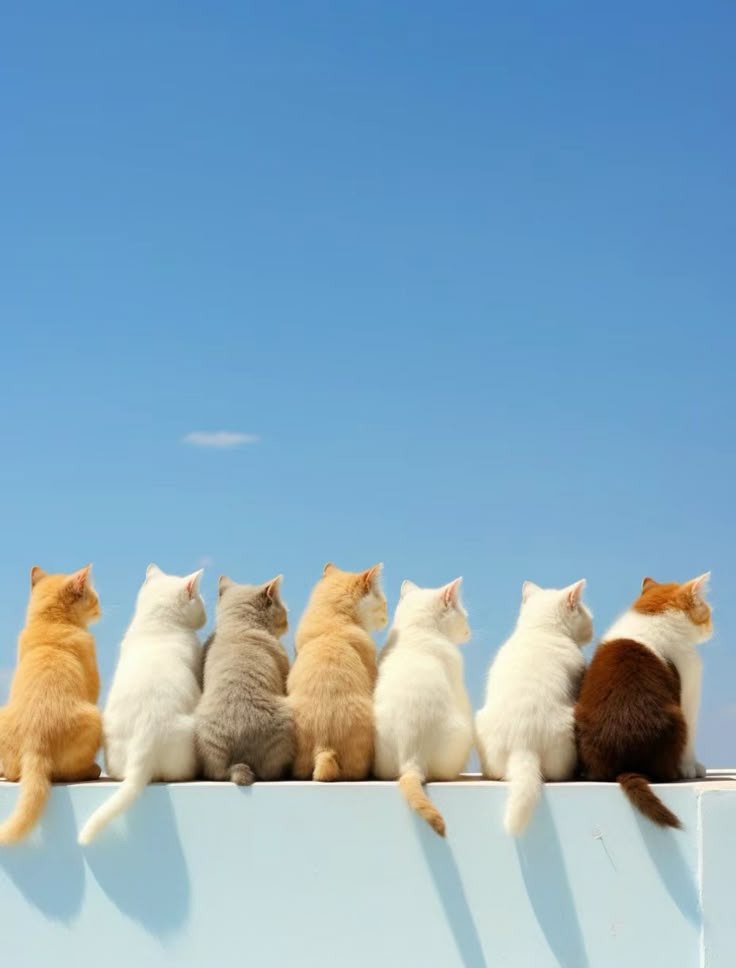 인터넷에서 본 귀여운 동물 사진 모음 2탄9