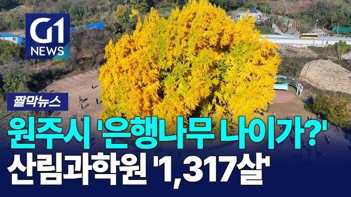 한국의 흔한 1천3백살 나무1