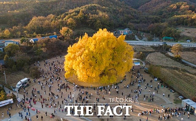 한국의 흔한 1천3백살 나무2