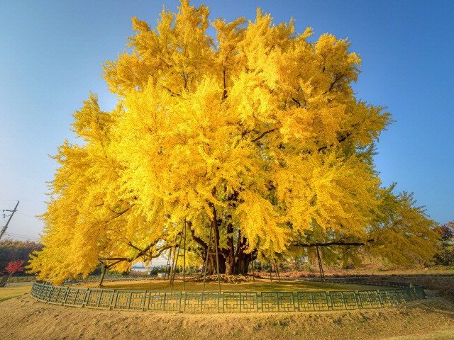 한국의 흔한 1천3백살 나무4