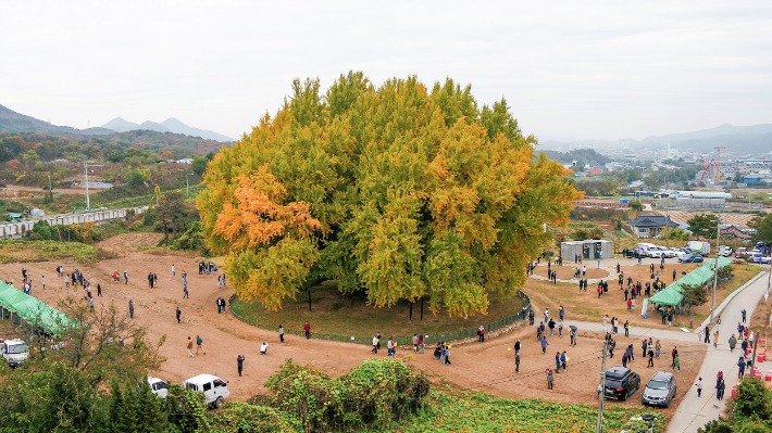 한국의 흔한 1천3백살 나무5