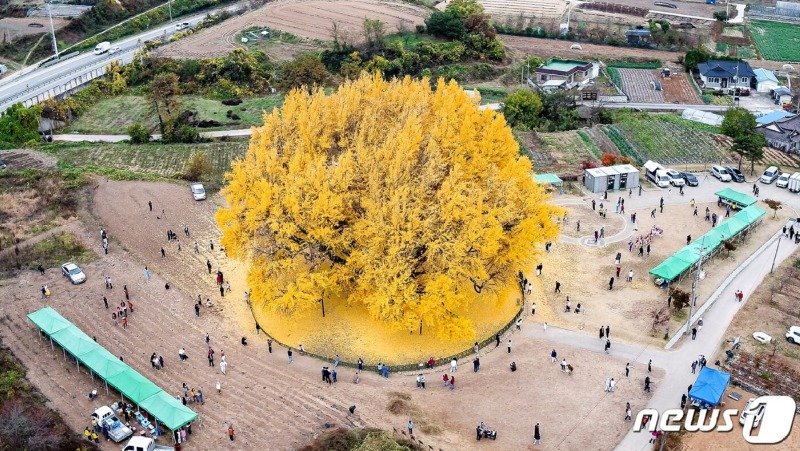 한국의 흔한 1천3백살 나무8