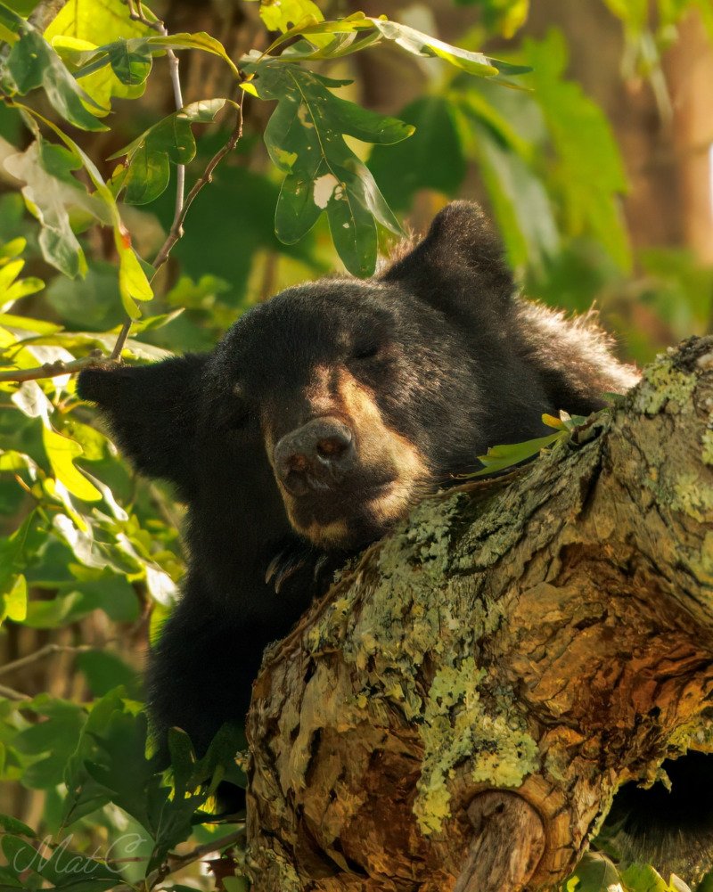 그냥 낮잠 자는 곰 사진 입니다1