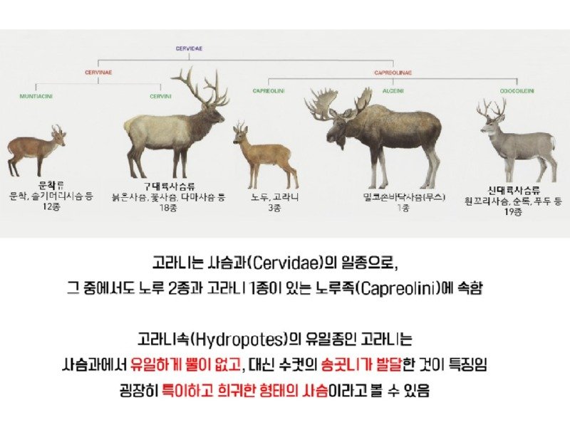 멸종위기 맞음? 고라니의 냉혹한 진실을.araboja1