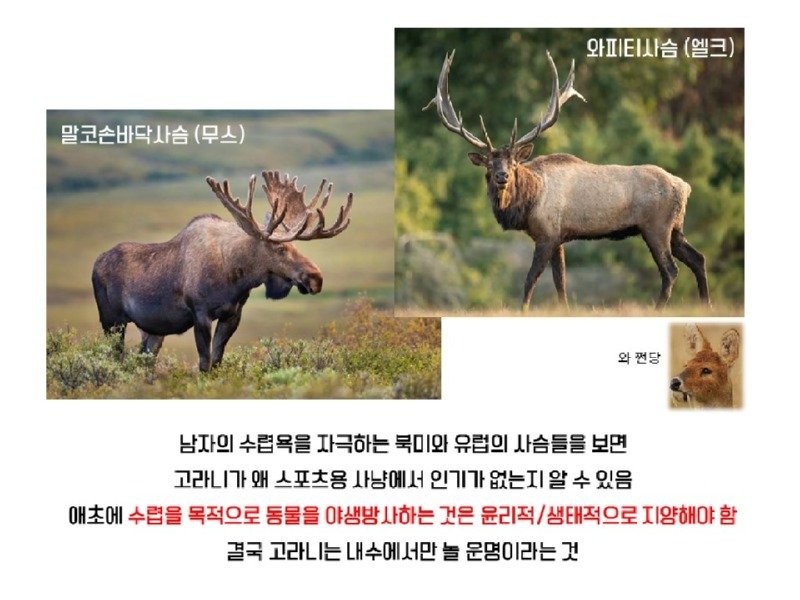 멸종위기 맞음? 고라니의 냉혹한 진실을.araboja10