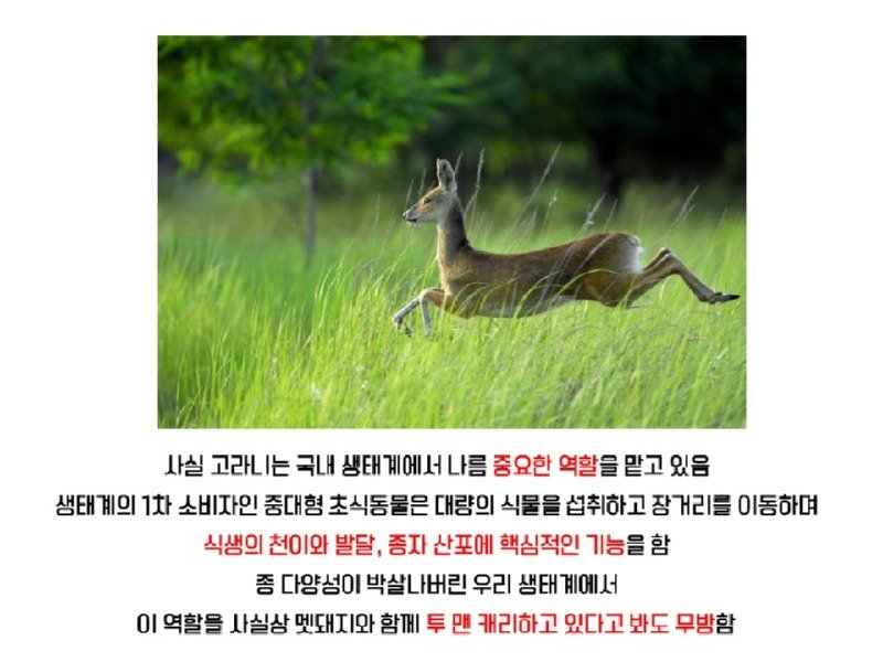 멸종위기 맞음? 고라니의 냉혹한 진실을.araboja11