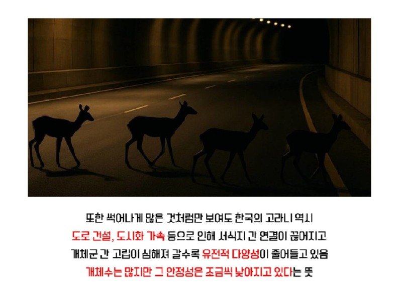 멸종위기 맞음? 고라니의 냉혹한 진실을.araboja12