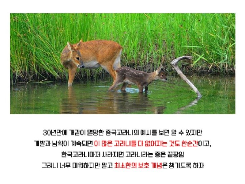 멸종위기 맞음? 고라니의 냉혹한 진실을.araboja13