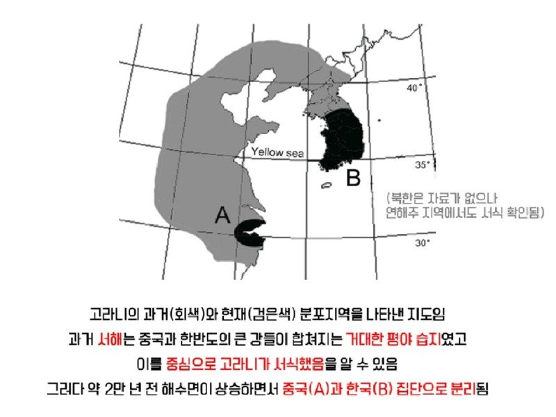 멸종위기 맞음? 고라니의 냉혹한 진실을.araboja3
