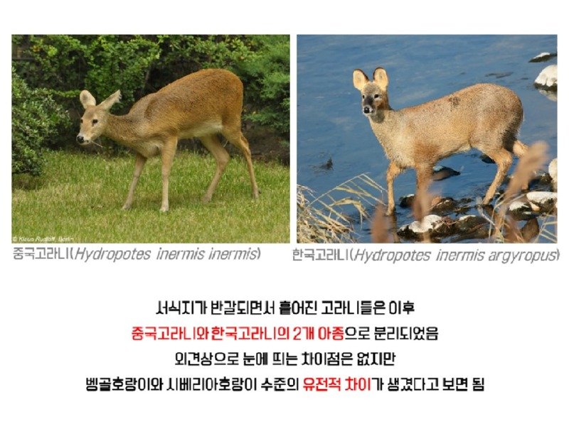 멸종위기 맞음? 고라니의 냉혹한 진실을.araboja4