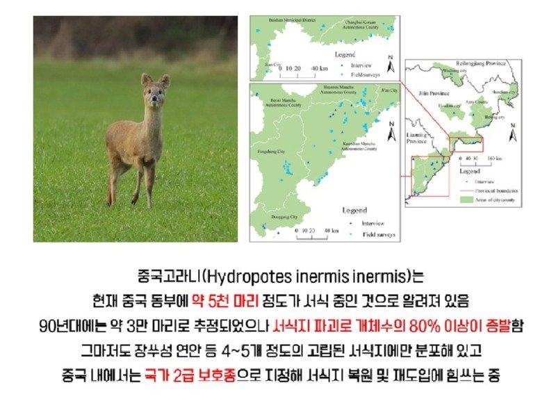 멸종위기 맞음? 고라니의 냉혹한 진실을.araboja5