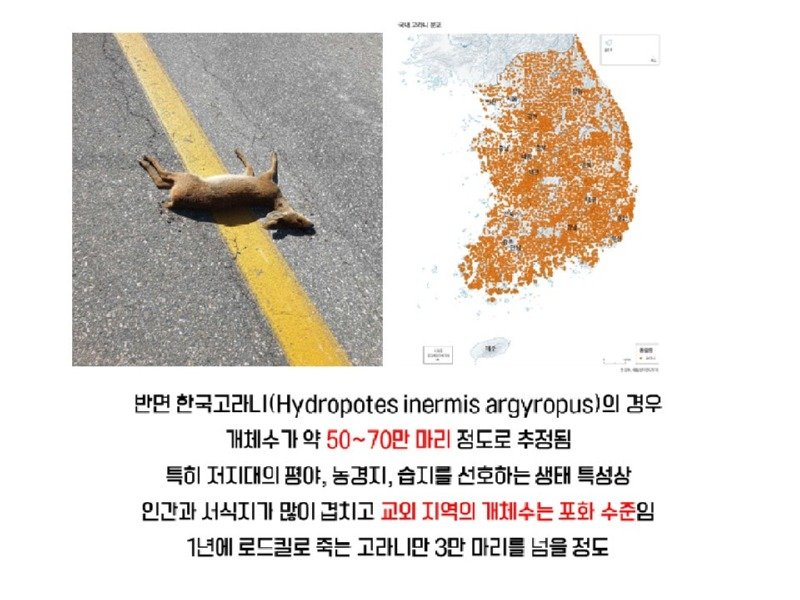 멸종위기 맞음? 고라니의 냉혹한 진실을.araboja6